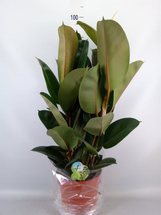 <h4>Ficus elastica 'Robusta'</h4>
