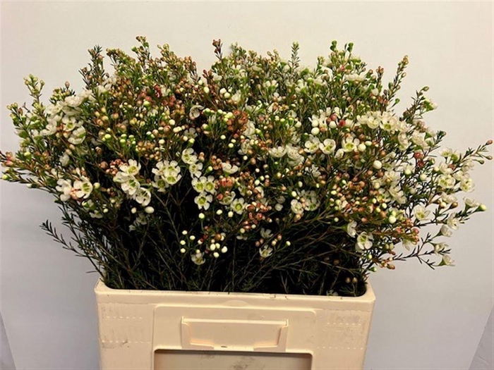 <h4>CHAME ME SIRIUS</h4>