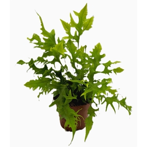 Phymatosorus scolopendria 'Hawaiia'