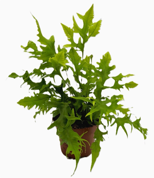 <h4>Phymatosorus scolopendria 'Hawaiia'</h4>