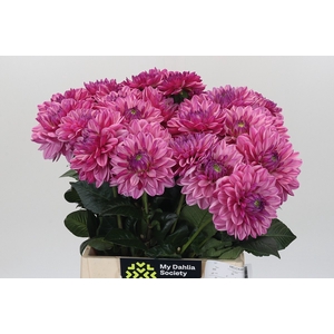 Dahlia Annamarie