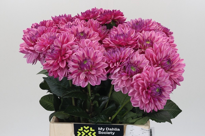 <h4>Dahlia Annamarie</h4>