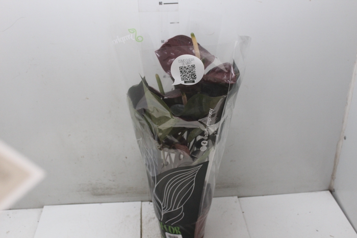 <h4>ANTHURIUM GIANT CHOCOLATE P17</h4>