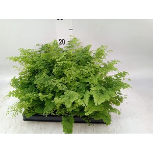 Adiantum raddi. 'Fritz-Luthi'