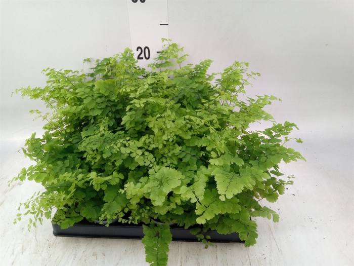 <h4>Adiantum raddi. 'Fritz-Luthi'</h4>