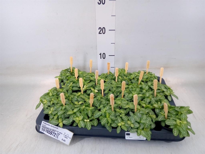 <h4>Fittonia verschaf.</h4>