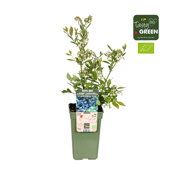 <h4>Vaccinium corymbosum 'Hortblue Poppins' Bio P19</h4>