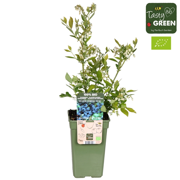Vaccinium corymbosum 'Hortblue Poppins' Bio P19