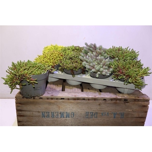 Sedum Mixk