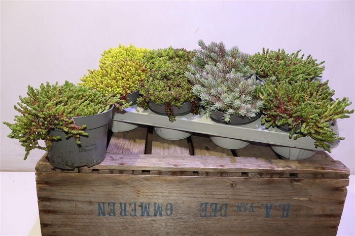 <h4>Sedum Mixk</h4>