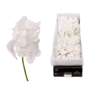 Vanda Diamond White