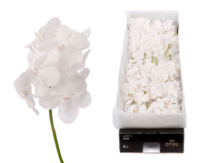 <h4>Vanda Diamond White</h4>