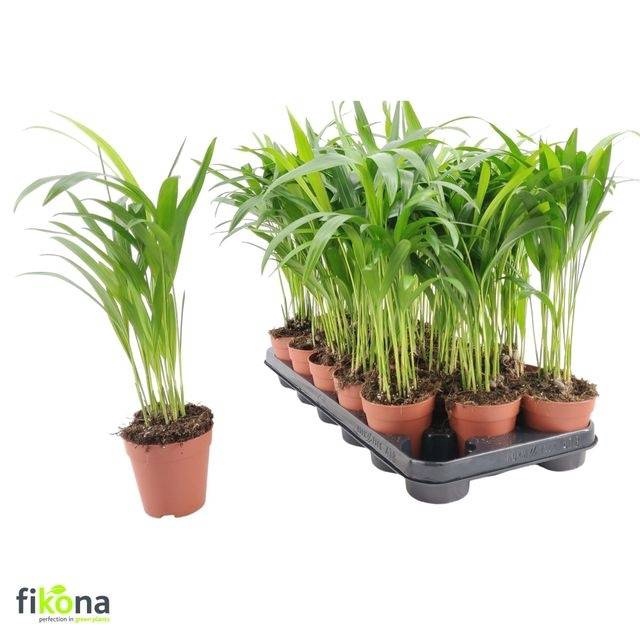 <h4>DYPSIS LUTESCENS</h4>