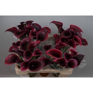 Calla Cantor