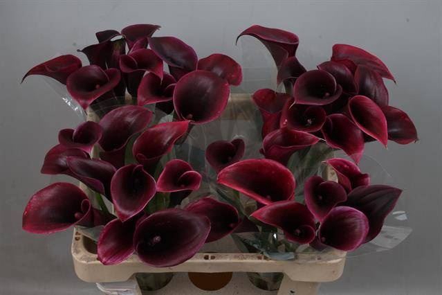 <h4>Calla Cantor</h4>
