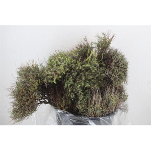 Euph Spinoza Medium 200gr P Bunch