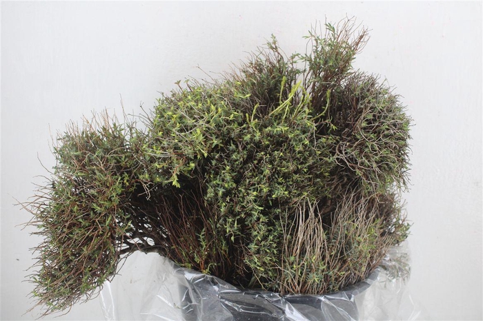 <h4>Euph Spinoza Medium 200gr P Bunch</h4>