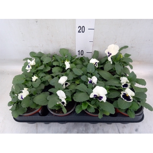 Viola wr. 'Colossus White wBlotch'