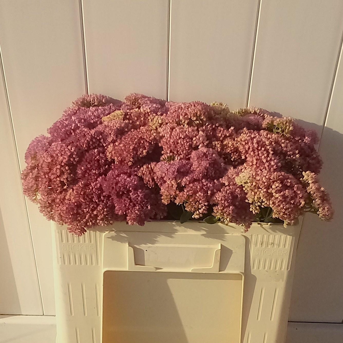 <h4>SEDUM SPECTABILE</h4>