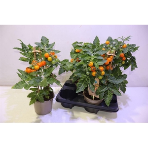 Solanum Cherry Orange