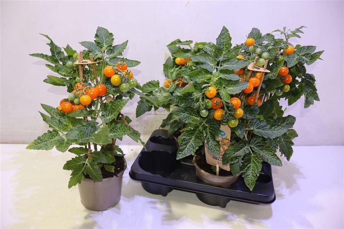 <h4>arr8 Solanum Cherry Orange</h4>