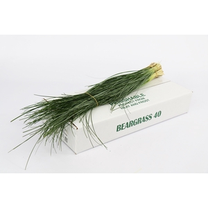 Beargrass (5 bos per bundel)