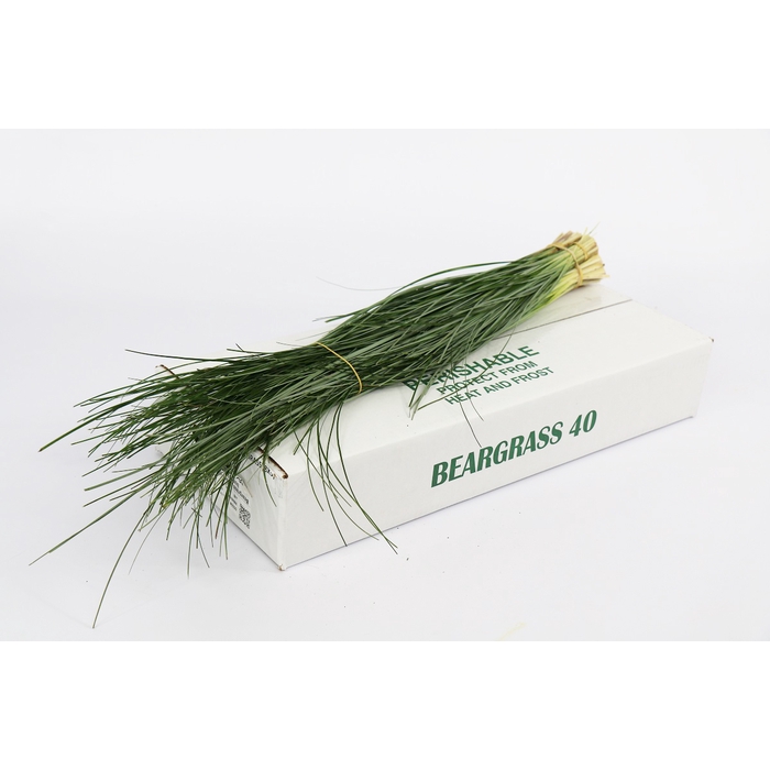 <h4>Beargrass (5 bos per bundel)</h4>