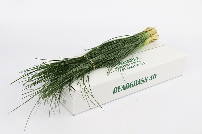 <h4>Beargrass Air ( 5 Bunch Bundle)</h4>