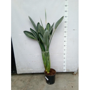 Strelitzia reg.