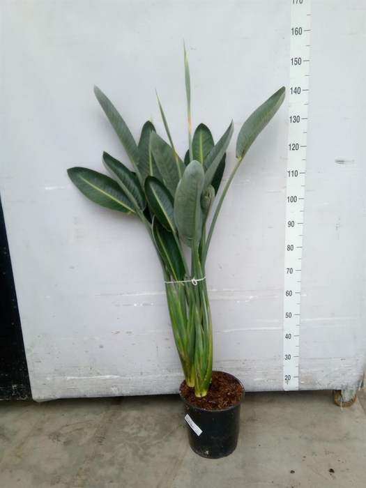 <h4>Strelitzia reg.</h4>