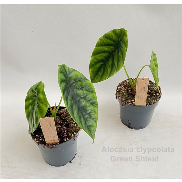 <h4>Alocasia clypeolata Green Shield 14cm</h4>