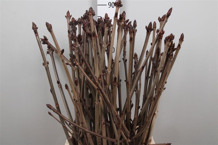 <h4>Aesculus Hippoc Tak</h4>