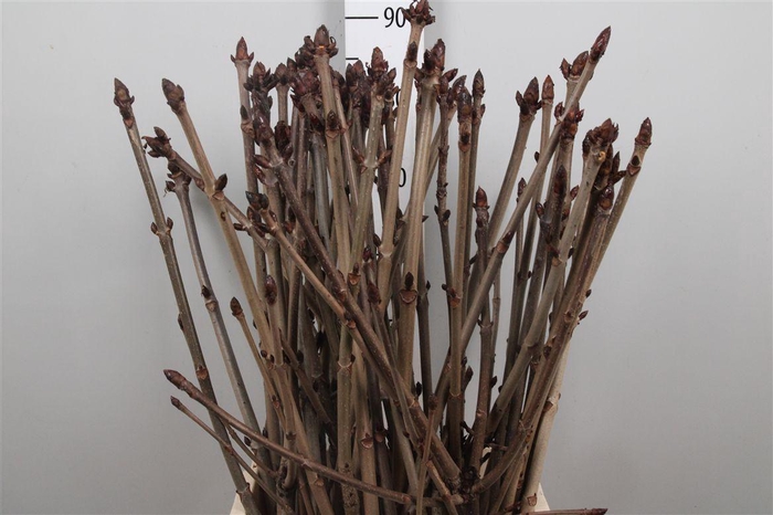 <h4>Aesculus Hippoc Tak</h4>