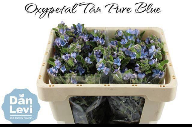 <h4>OXY CO TAN PURE BLU</h4>