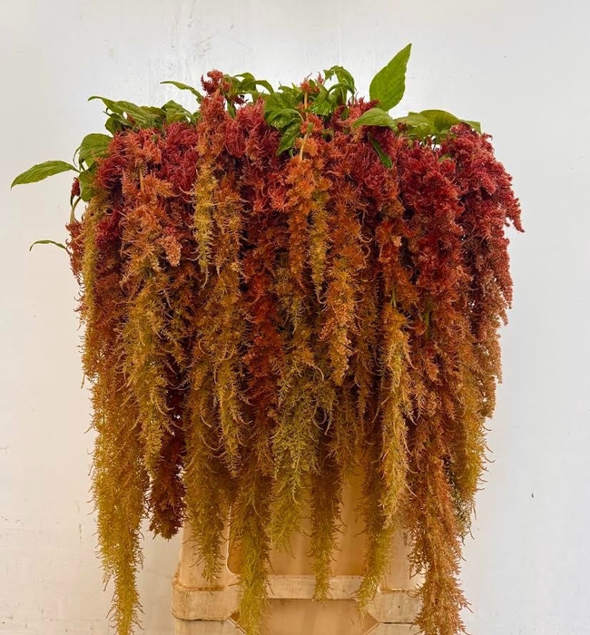 <h4>AMAR CA BROWN SPIDER</h4>