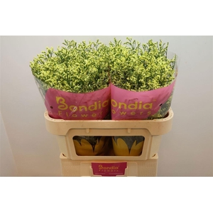 LIMONIUM SINENSE 'CHINA SUMMER'