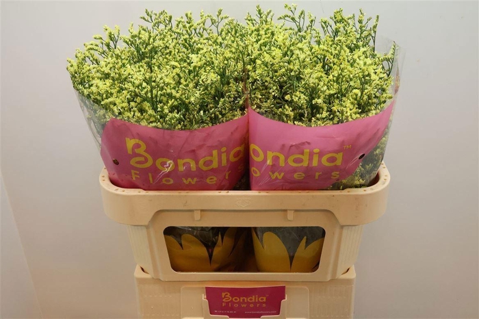 <h4>LIMONIUM SINENSE 'CHINA SUMMER'</h4>