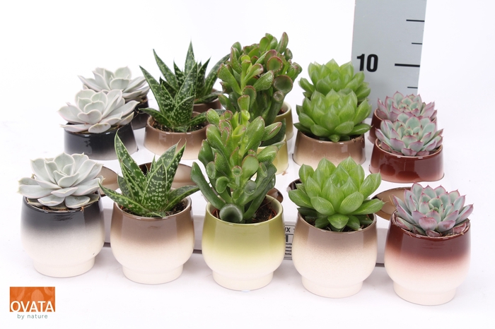 <h4>SUCC GEM 5 SRT</h4>