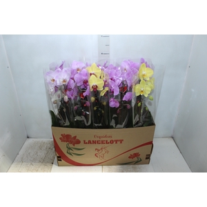PHALAENOPSIS CASCATA P12