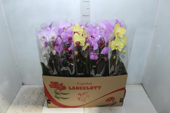 <h4>PHALAENOPSIS CASCATA P12</h4>