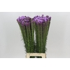 Liatris Spicata