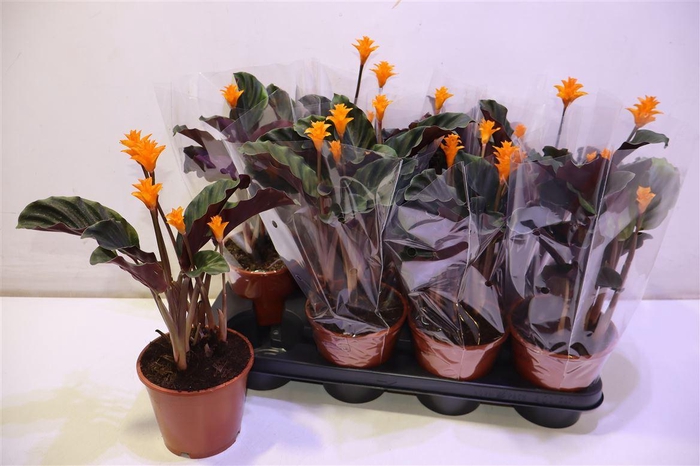 <h4>arr8 Calat Crocata</h4>