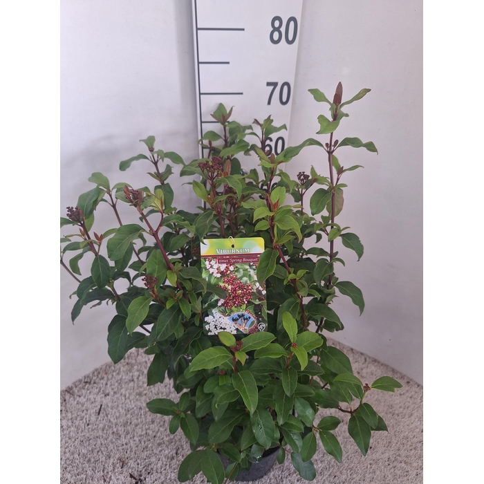 <h4>Viburnum overig</h4>