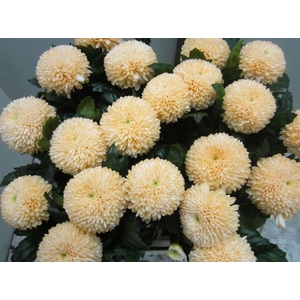 Chr G Superbowl Sweet Zalm