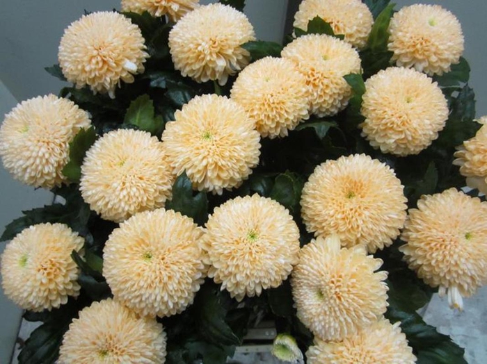 <h4>Chr G Superbowl Sweet Zalm</h4>