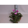 Anemone coronaria Animo Pink