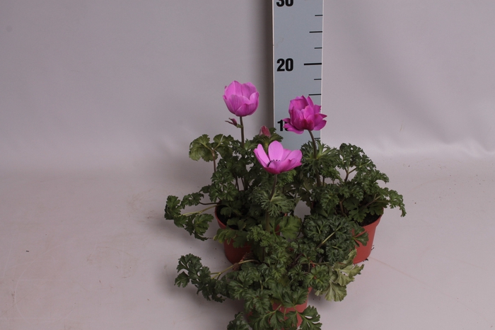 Anemone coronaria Animo Pink
