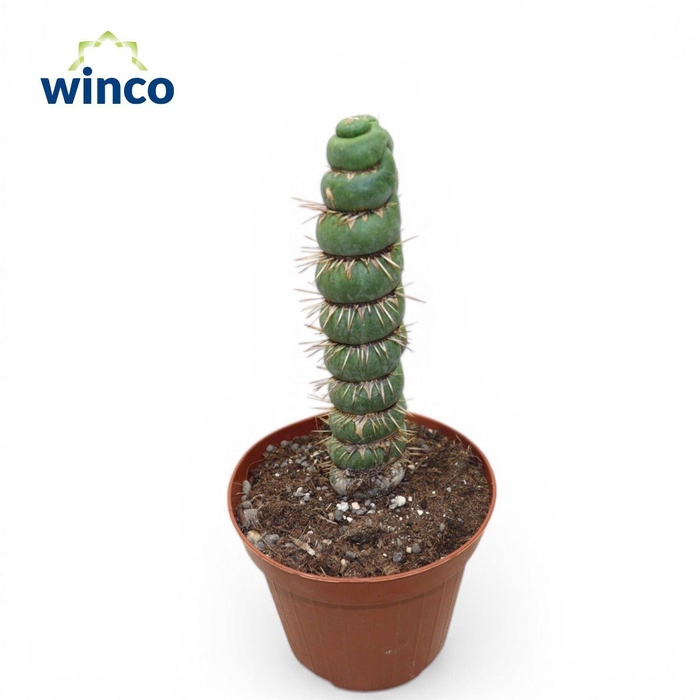 <h4>Eulychnia Castanea Spiralis</h4>