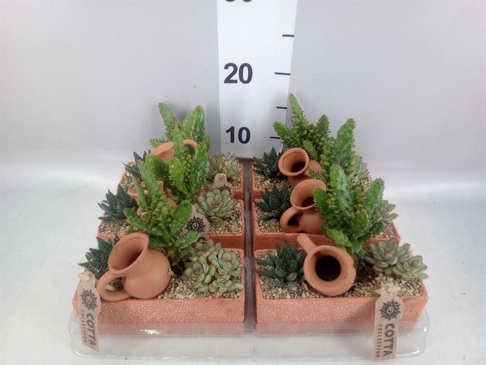 <h4>Arr.  Cactus L%</h4>