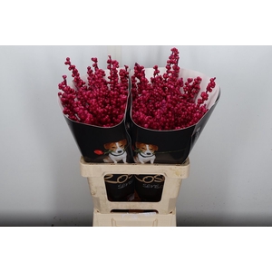 Ilex Wx (Ex) Cerise